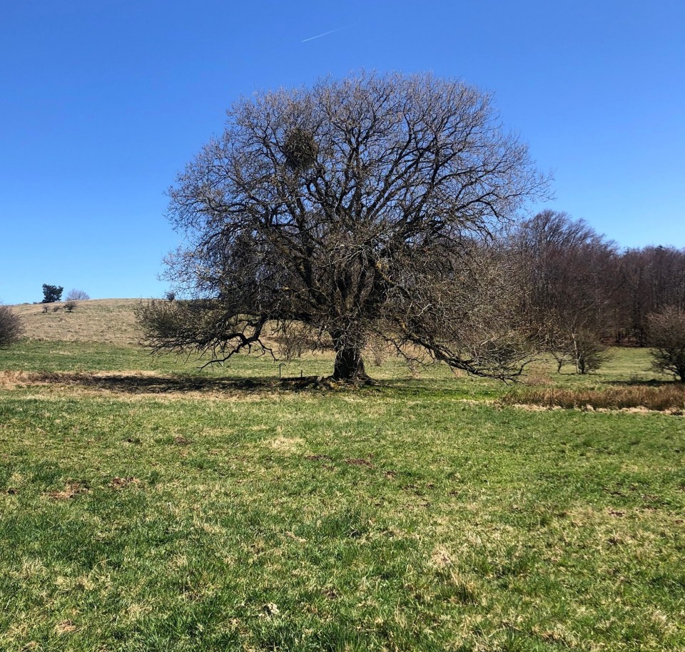 Ein ganz besonderer Baum – Auf der Suche nach alten Hutebäumen im UNESCO-Biosphärenreservat Rhön