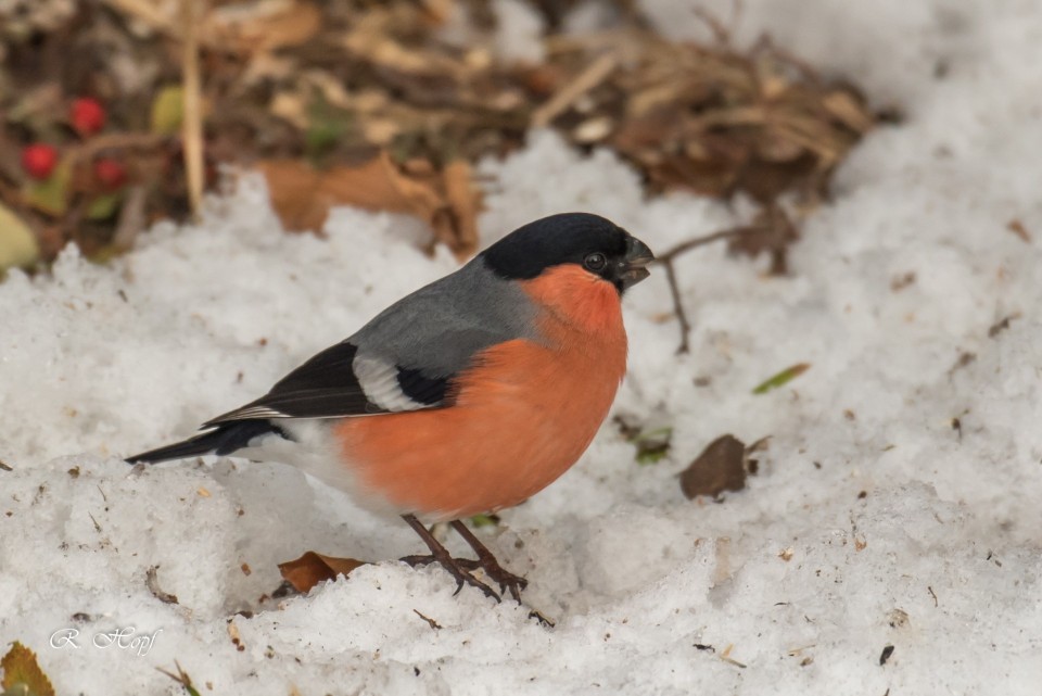 Sanfte Adventsbeleuchtung ohne Kunstlicht