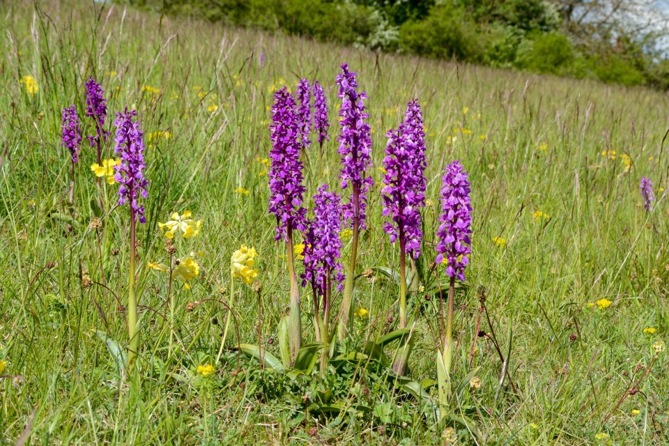 Neues Online-Portal &bdquo;Rh&ouml;nflora&ldquo; im UNESCO-Biosph&auml;renreservat Rh&ouml;n: Die wilde Pflanzenwelt der Rh&ouml;n auf einen Klick