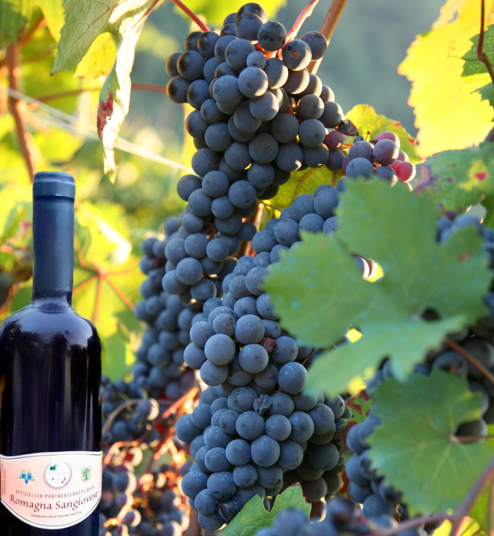 Sangiovese-Pflanzaktion als Zeichen gelebter Partnerschaft