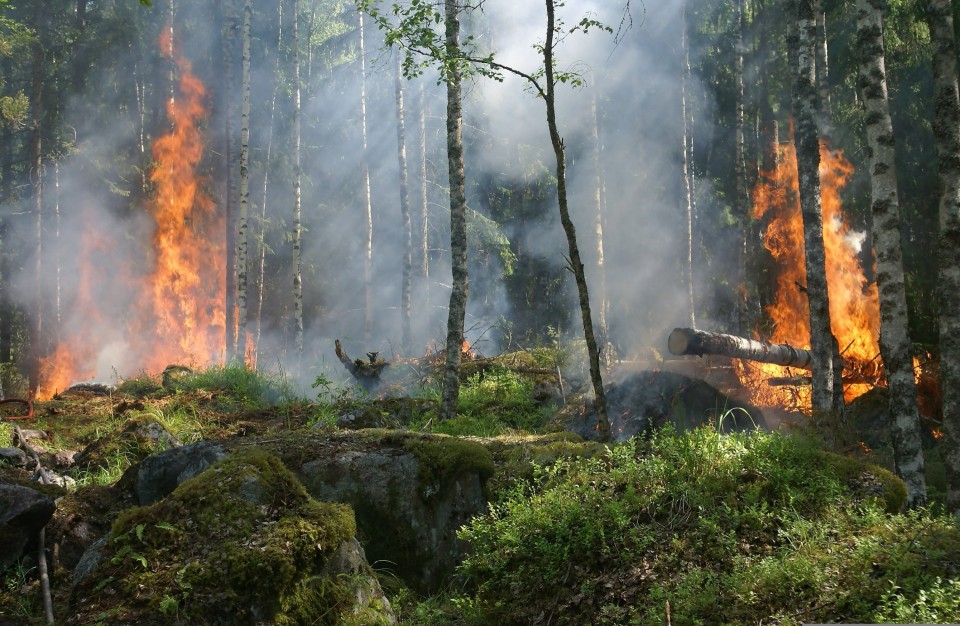 Hohe Waldbrandgefahr: Alarmstufe A f&uuml;r ganz Hessen ausgerufen